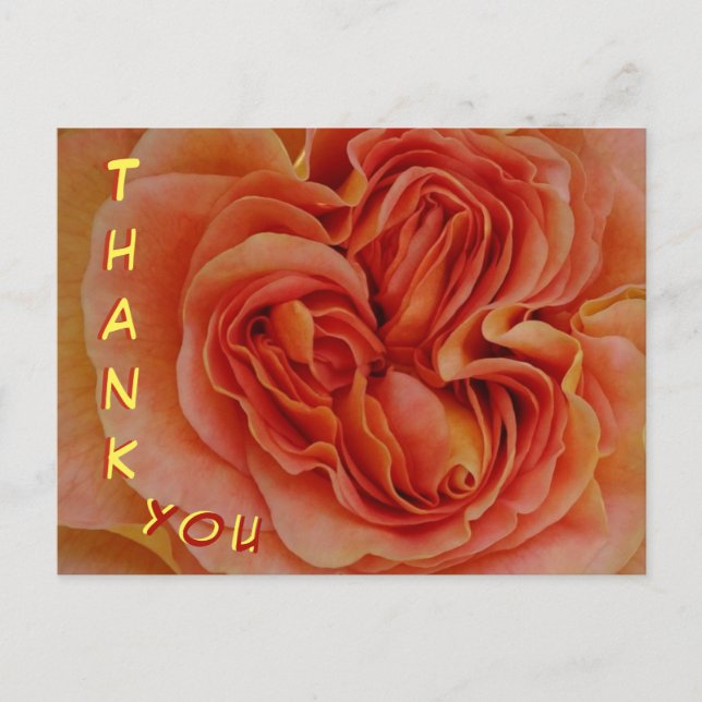 Beautiful Pastel Rose Close Up Thank You Postcard (Front)
