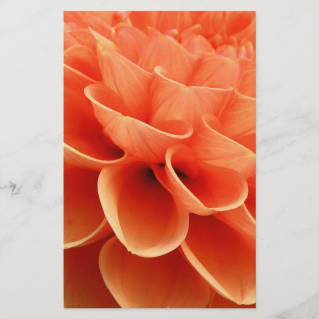 Beautiful Peach Coloured Dahlia Flower Petals (Front)