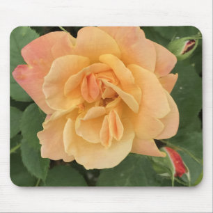 Beautiful Peach Coloured Rose Mouse Pad