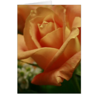 Beautiful Peach Rose Note Cards