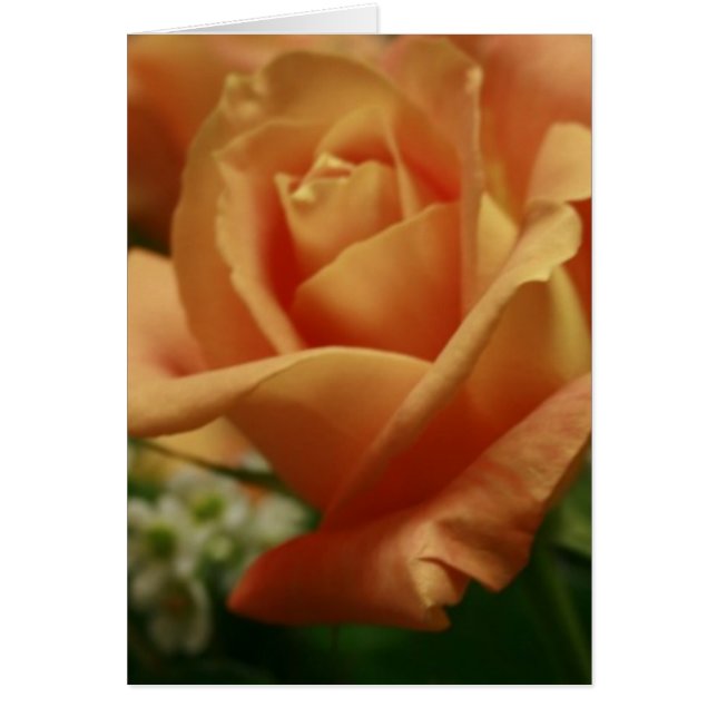 Beautiful Peach Rose Note Cards (Front)