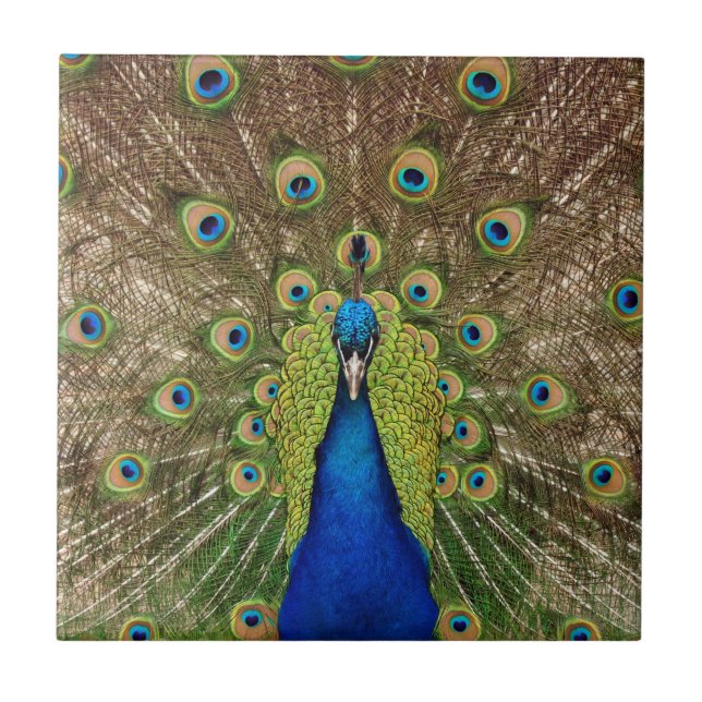 Beautiful peacock and feathers print ceramic tile (Front)