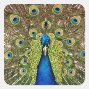 Beautiful peacock and tail feathers print square sticker