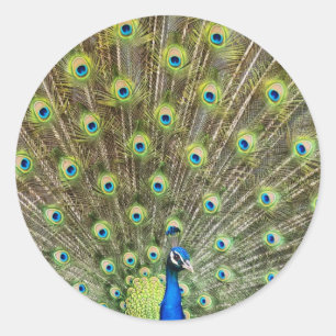 Beautiful peacock bird classic round sticker