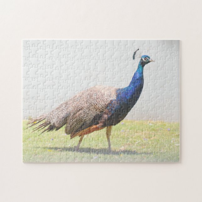 Beautiful Peacock Bird Jigsaw Puzzle (Horizontal)