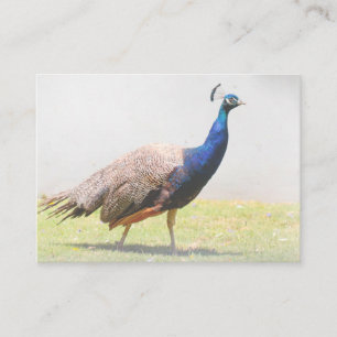 Beautiful Peacock Bird Walking Enclosure Card