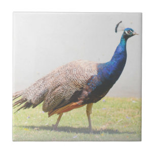 Beautiful Peacock Bird Walking  Tile