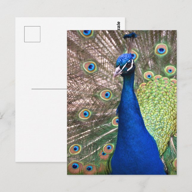 Beautiful peacock feather background postcard (Front/Back)