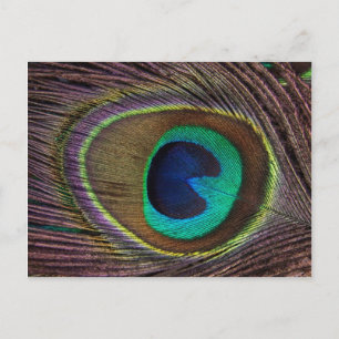 Beautiful Peacock Feather Postcard