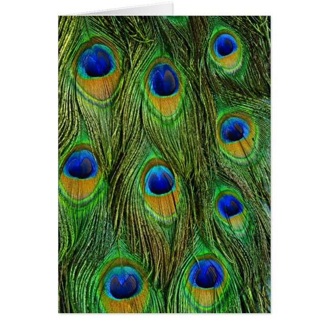 Beautiful Peacock Feathers (Front)