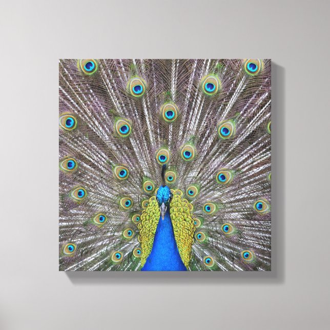 Beautiful Peacock Feathers Canvas Print (Front)