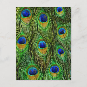 Beautiful Peacock Feathers Postcard