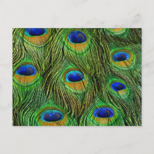 Beautiful Peacock Feathers Postcard