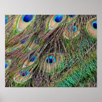 Beautiful Peacock Feathers