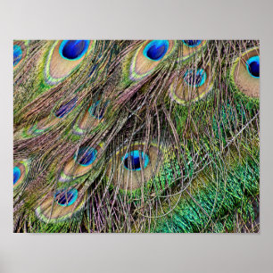 Beautiful Peacock Feathers Poster