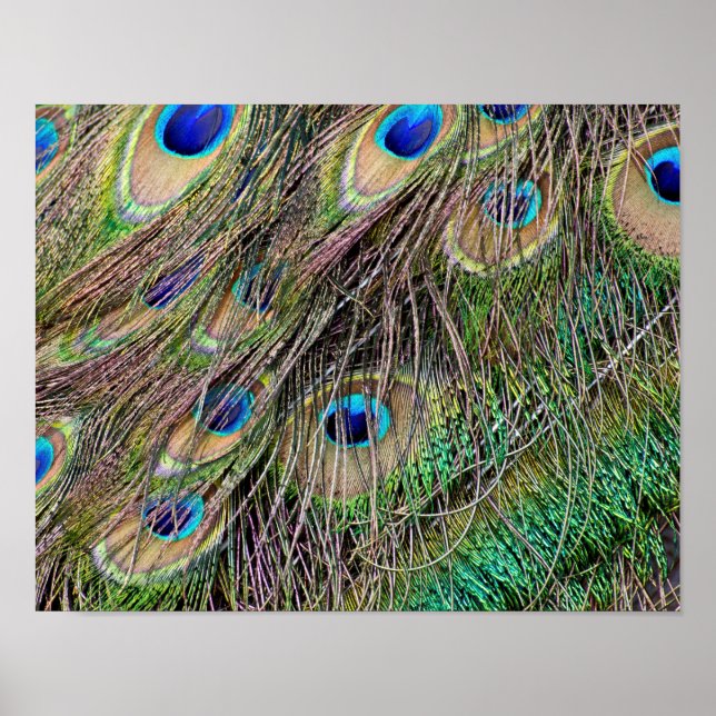 Beautiful Peacock Feathers Poster (Front)