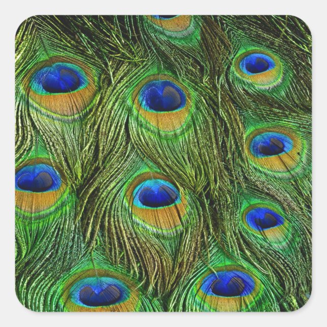 Beautiful Peacock Feathers Square Sticker (Front)