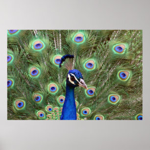 Beautiful peacock Framed Poster