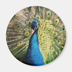 Beautiful peacock magnet