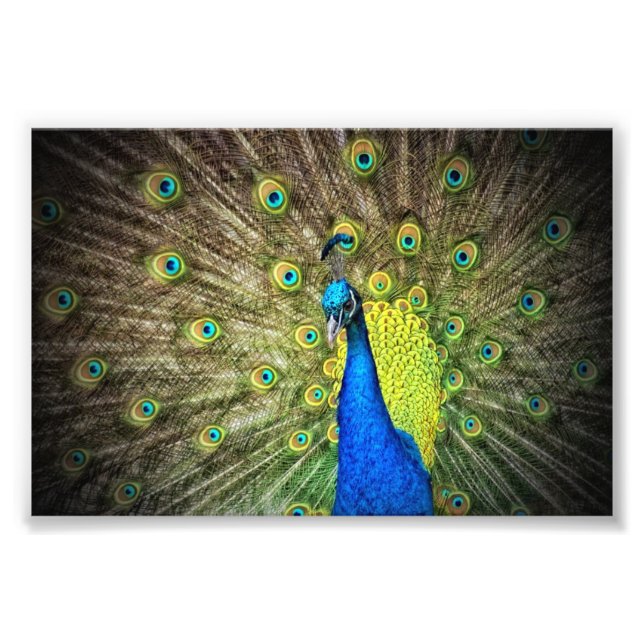 Beautiful Peacock Photo (Front)