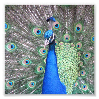 Beautiful Peacock Photo