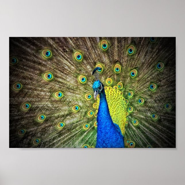 Beautiful Peacock Photo Poster (Front)