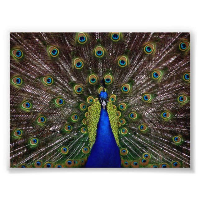 Beautiful Peacock Photo Print (Front)