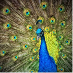 Beautiful Peacock Photo Standing Photo Sculpture<br><div class="desc">Photo of a beautiful peacock with beautiful feathers.</div>