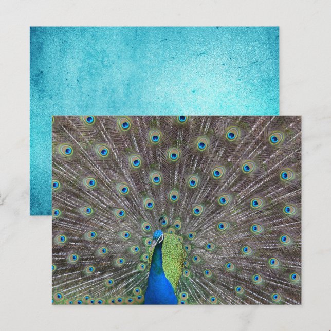 Beautiful Peacock    Postcard (Front/Back)
