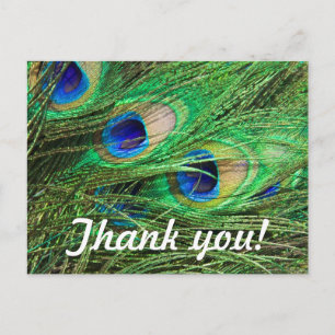 Beautiful Peacock Postcard