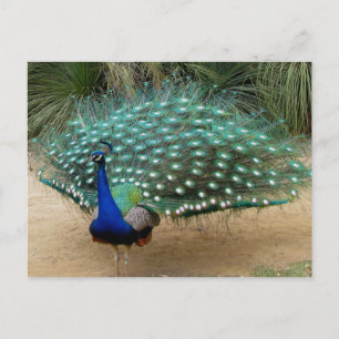 Beautiful Peacock Postcard