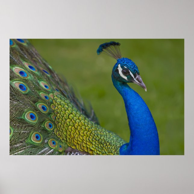 Beautiful Peacock Poster (Front)