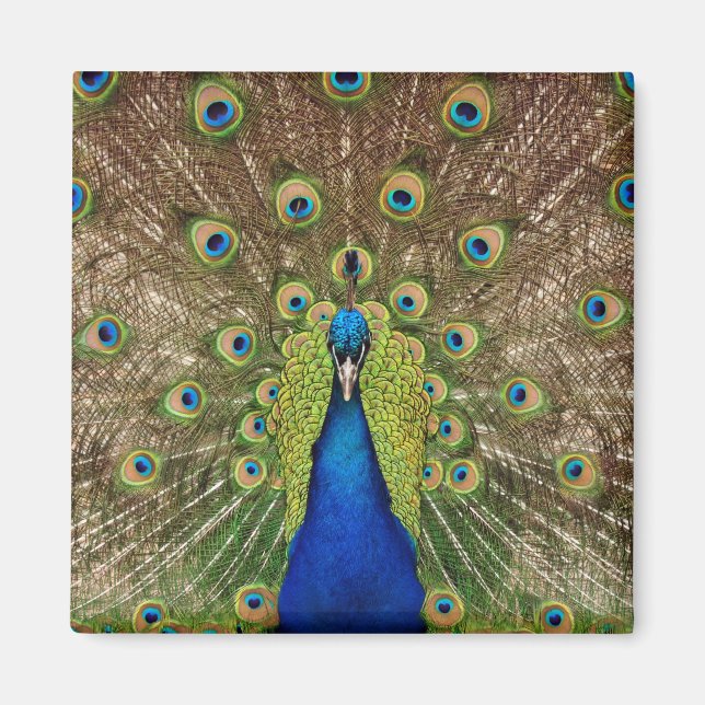 Beautiful peacock print magnet (Front)