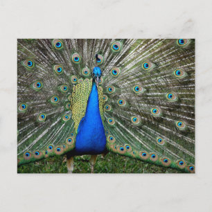 Beautiful Peacock Profile Postcard