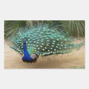 Beautiful Peacock Rectangular Sticker