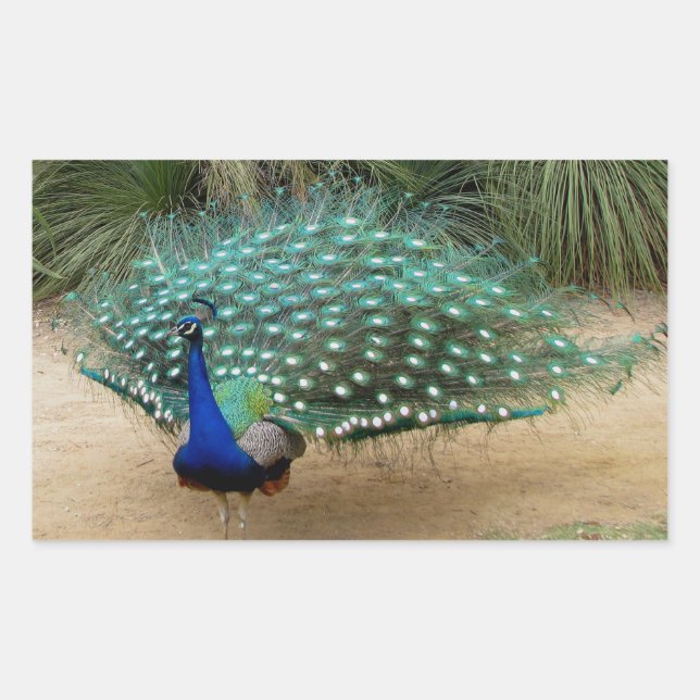 Beautiful Peacock Rectangular Sticker (Front)