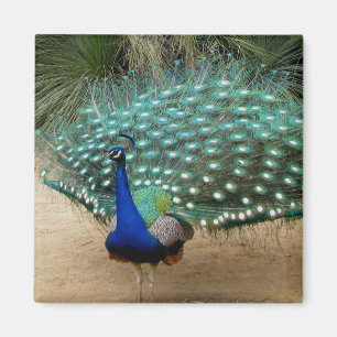Beautiful Peacock Refrigerator Magnet