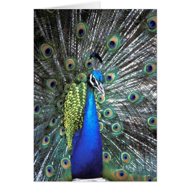Beautiful peacock spreading colourful feathers (Front)