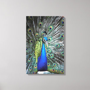Beautiful peacock spreading colourful feathers canvas print