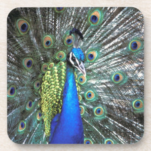 Beautiful peacock spreading colourful feathers coaster