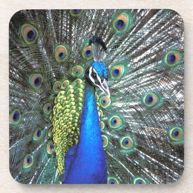Beautiful peacock spreading colourful feathers coaster (Front)
