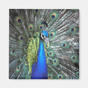 Beautiful peacock spreading colourful feathers magnet