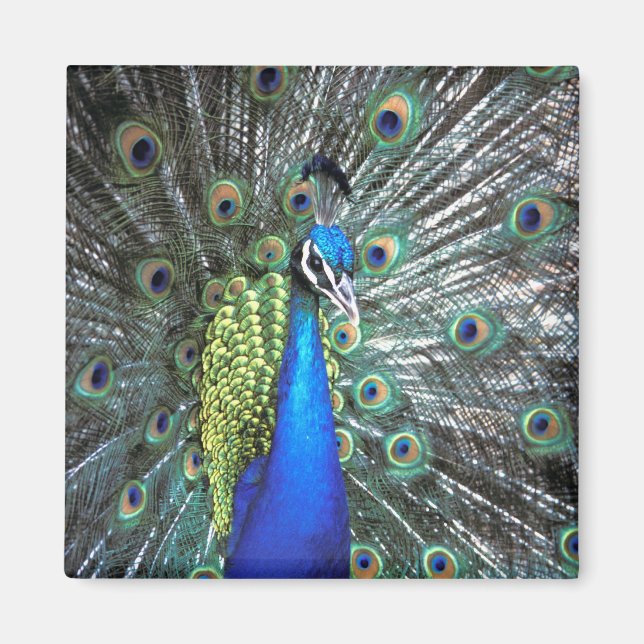Beautiful peacock spreading colourful feathers magnet (Front)