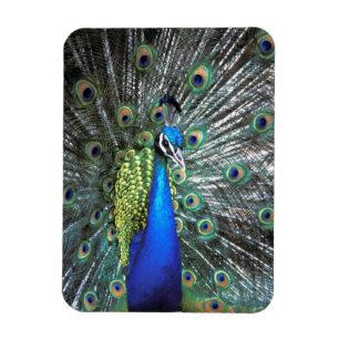 Beautiful peacock spreading colourful feathers magnet
