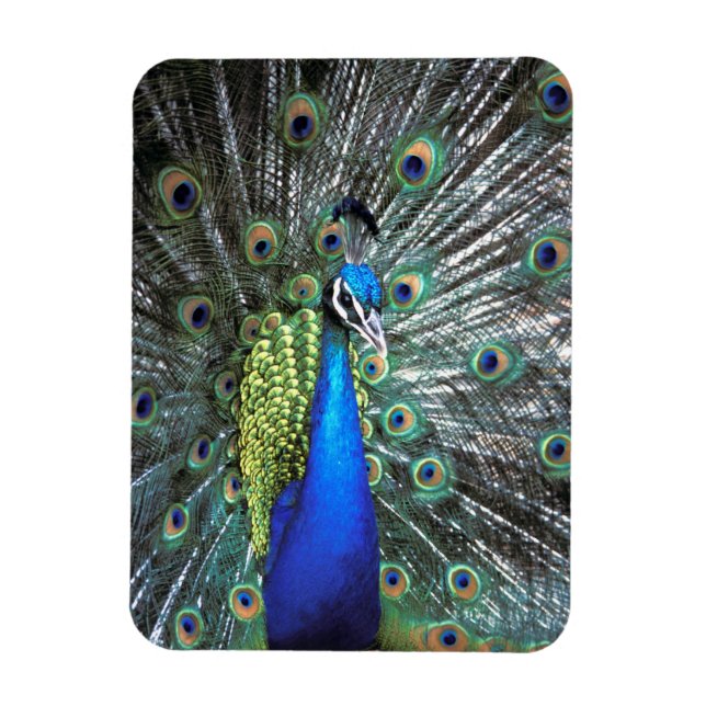 Beautiful peacock spreading colourful feathers magnet (Vertical)