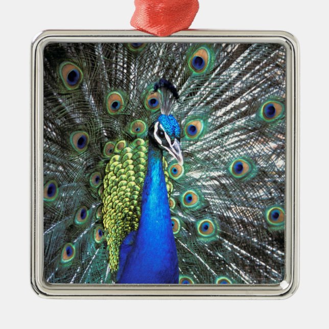 Beautiful peacock spreading colourful feathers metal tree decoration (Front)