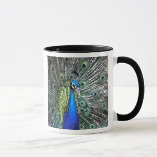 Beautiful peacock spreading colourful feathers mug