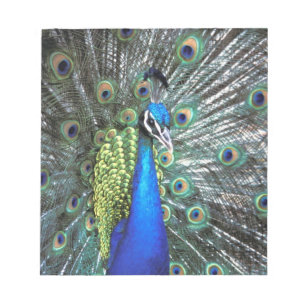 Beautiful peacock spreading colourful feathers notepad