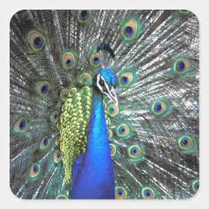 Beautiful peacock spreading colourful feathers square sticker