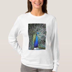 Beautiful peacock spreading colourful feathers T-Shirt